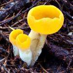 Aleuria rhenana: Sowerbyella rhenana - fungi species list A Z